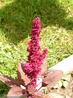 Amarante (2) (Photo F. Mrugala)